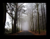 FOTO GANADORA DEL METEOPRIMAVERA'08
Título: Caught in the fog
Autor: Iván Delli
Lugar: Monte de la Esperanza (Tenerife)
Puntuación: 77